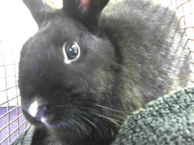 Adopt *HOSHI a Black Other/Unknown / Mixed rabbit in Sacramento, CA (24711291)