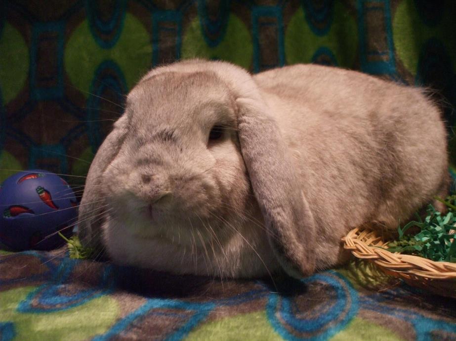 Adopt Special Agent Gibbs a Mini Lop