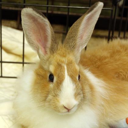Adopt Lou a White Angora, English / American / Mixed rabbit in Ann Arbor