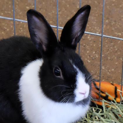 Adopt Lord Harley Eisenhopper a Black Dutch / Mixed rabbit in Ann Arbor