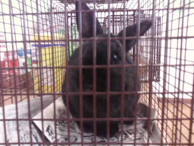 Adopt BOB a Black American / Mixed rabbit in Austin, TX (24861189)