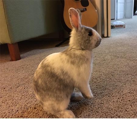 Adopt Button a Bunny Rabbit