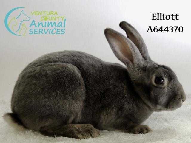 Adopt ELLIOTT a Grey/Silver Rex / Mixed rabbit in Camarillo, CA (24640625)