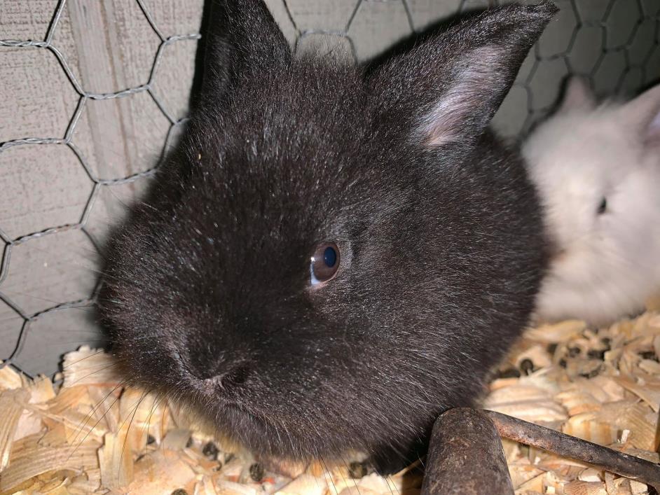 Adopt Baby Bunnies a Black Other/Unknown / Mixed (medium coat) rabbit in Palm