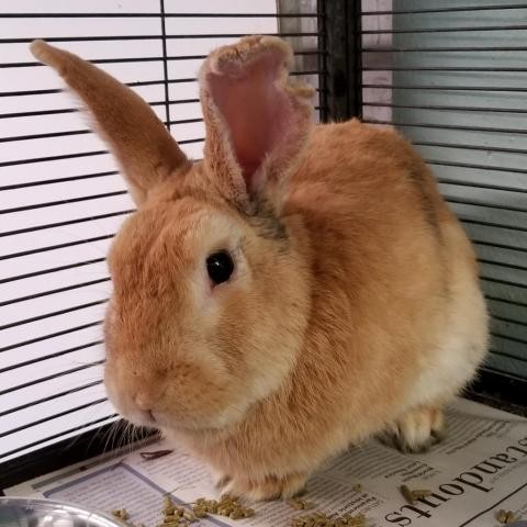 Adopt Dustin Hopman a American rabbit in Roanoke, VA (24694571)
