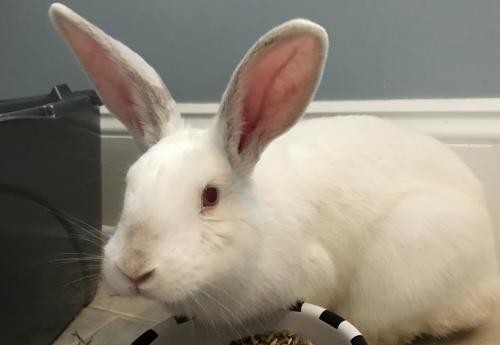 Adopt Herbie #2 a Other/Unknown / Mixed (short coat) rabbit in Baton Rouge