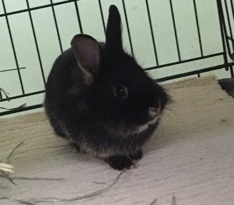 Adopt Manila a Chocolate Lionhead / Mixed (long coat) rabbit in Livermore