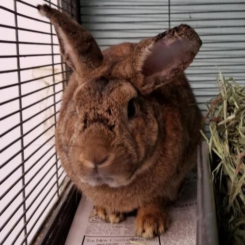 Adopt Anthony Hopkins a American rabbit in Roanoke, VA (24694569)
