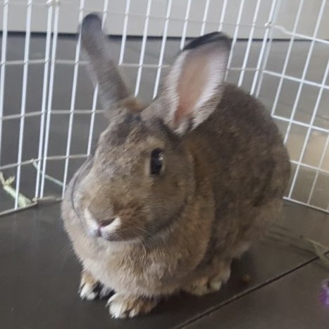 Adopt Annalisa a Chinchilla Chinchilla, American / Mixed (short coat) rabbit in