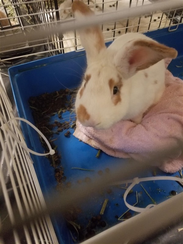Adopt Diesel a English Spot / Mixed rabbit in Silverdale, WA (24696701)