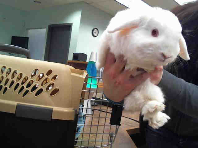 Adopt ROGER a White Other/Unknown / Mixed rabbit in Aurora, CO (24680357)