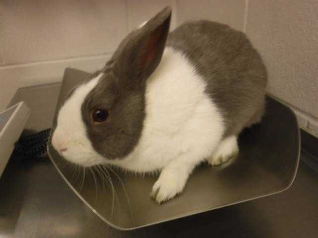Adopt ACE a Grey/Silver Dutch / Mixed rabbit in Denver, CO (24708902)