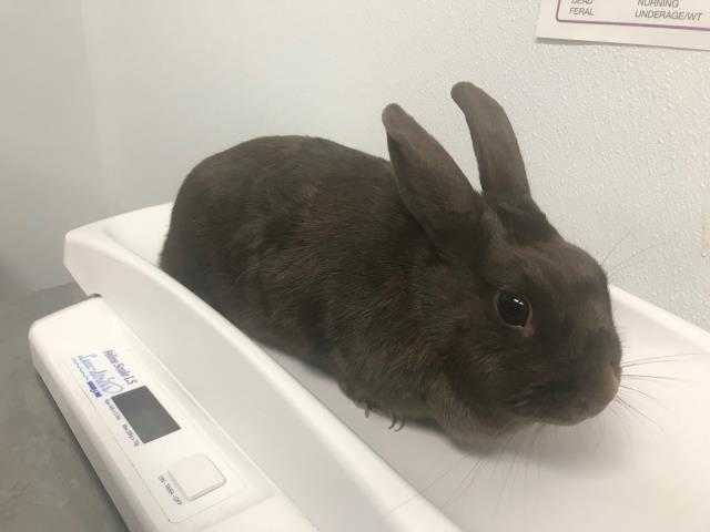 Adopt *DULCE a Fawn Other/Unknown / Mixed rabbit in Camarillo, CA (24640622)