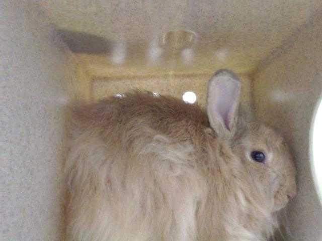 Adopt a Orange Other/Unknown / Mixed rabbit in Palmer, AK (24641003)
