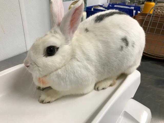Adopt *MACY a White Other/Unknown / Mixed rabbit in Camarillo, CA (24640617)