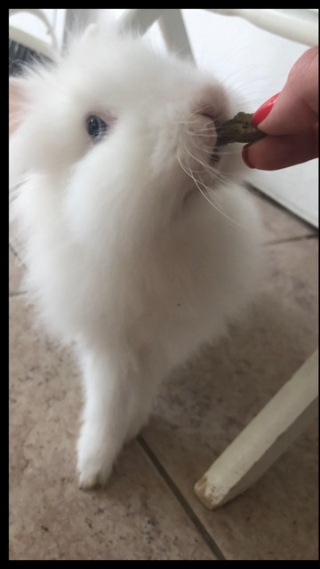 Adopt Saint a White Lionhead / Mixed (long coat) rabbit in West Palm Beach