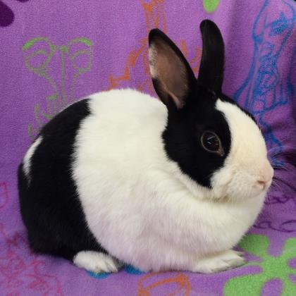 Adopt Rosa a Black Dutch / Dutch / Mixed rabbit in Milwaukee, WI (24711575)