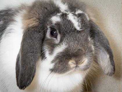 Adopt Millie a White Lop, Holland / Lop, Holland / Mixed rabbit in Longmont