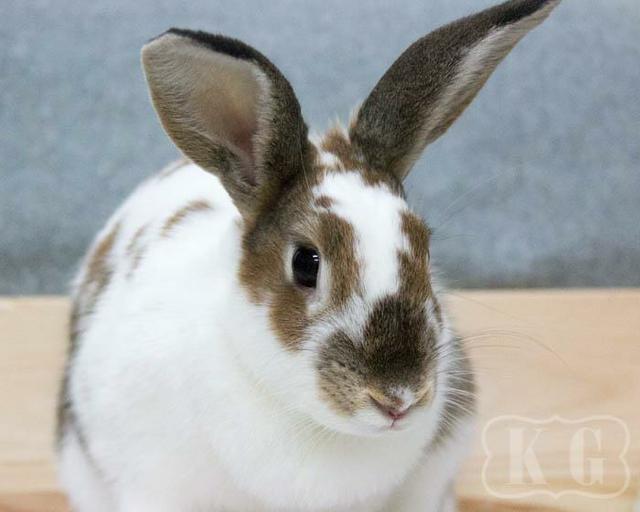 Adopt Vega a Bunny Rabbit