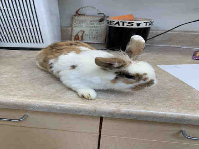 Adopt PEANUT a White Lop, Holland / Mixed rabbit in Castaic, CA (24854108)