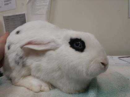 Adopt Snowflake a White American / American / Mixed rabbit in Williamsport