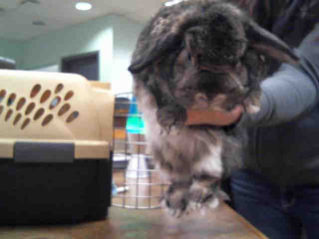 Adopt RALPH a Grey/Silver Other/Unknown / Mixed rabbit in Aurora, CO (24680356)