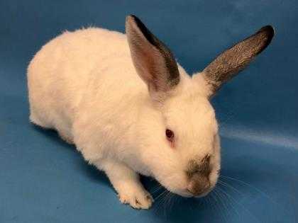 Adopt Bunny Girl a White Californian / New Zealand / Mixed rabbit in Woodbury