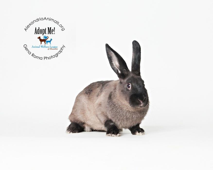 Adopt BunBub a Other/Unknown / Mixed rabbit in Alexandria, VA (24676464)