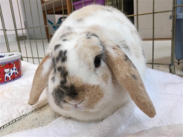 Adopt Cletus a Mini Lop / Mixed rabbit in Santa Rosa, CA (24676027)
