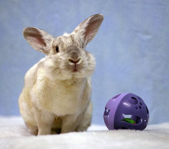 Adopt Spidey a Bunny Rabbit