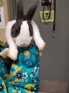 Adopt Lily 12737 a Grey/Silver Rex rabbit in Joplin, MO (24676667)