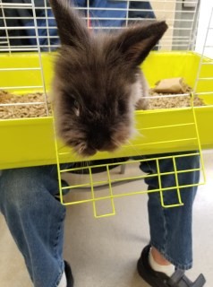 Adopt Thumper 12736 a Grey/Silver Lionhead rabbit in Joplin, MO (24676666)
