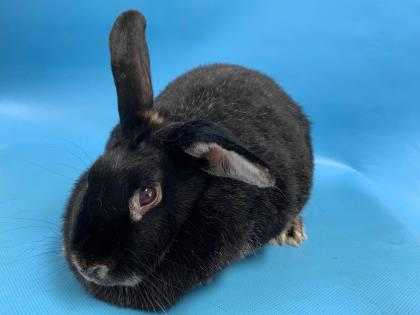 Adopt Addison a Black Tan / Other/Unknown / Mixed rabbit in Golden Valley