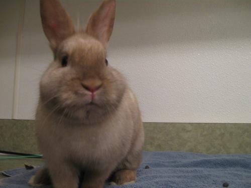 Adopt 116810 a Bunny Rabbit
