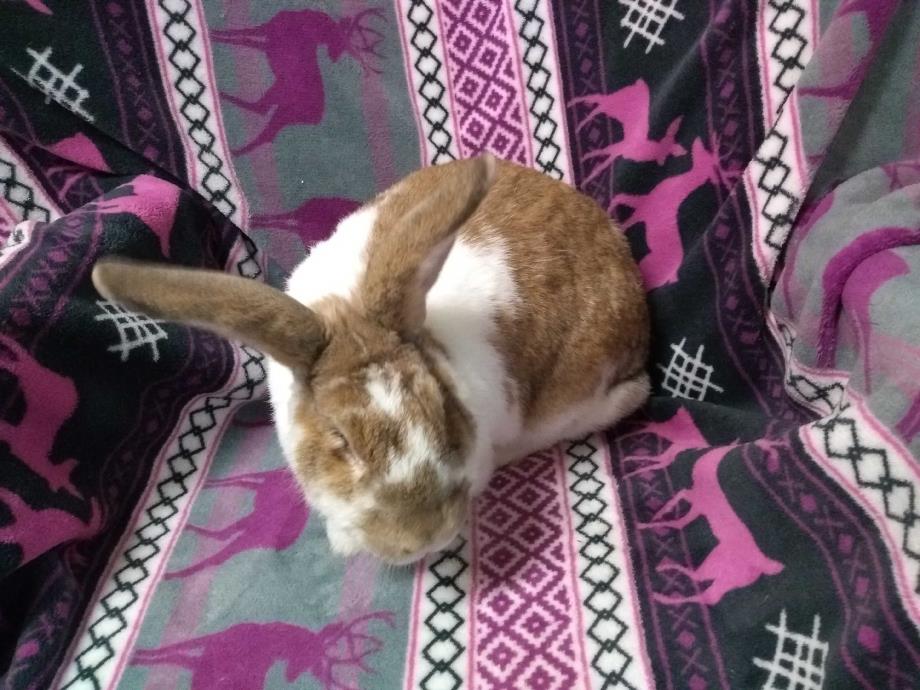Adopt Lisette a Other/Unknown / Mixed rabbit in Idaho Falls, ID (24624785)