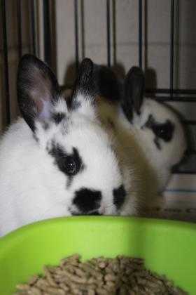 Adopt 40521858 a White Rex / Mixed rabbit in Cleveland, AL (24260337)