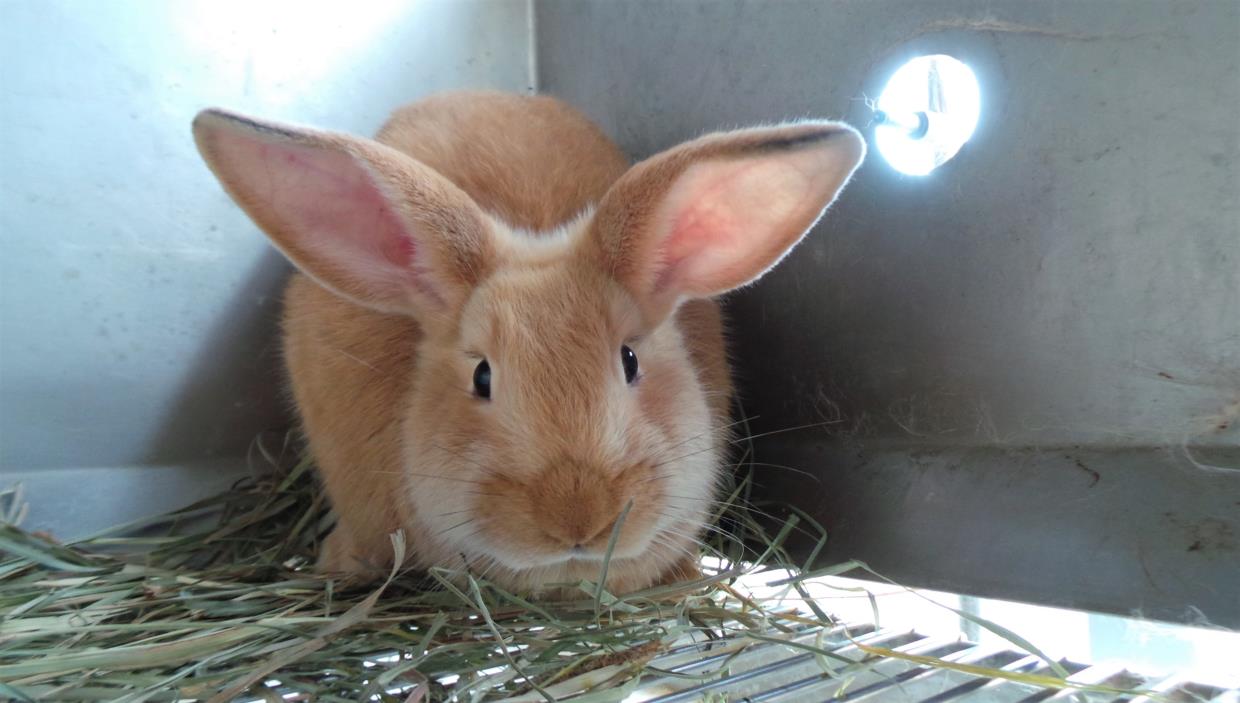 Adopt David Hasselhop a American