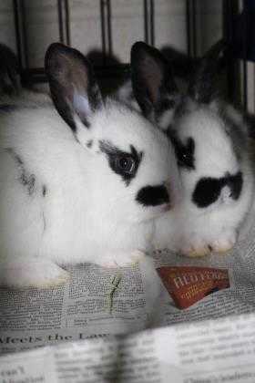 Adopt 40521873 a White Rex / Mixed rabbit in Cleveland, AL (24260334)