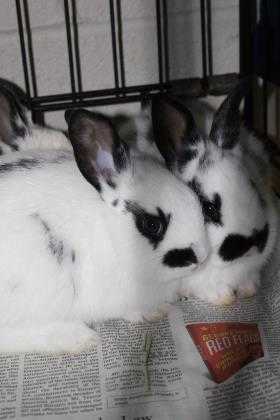 Adopt 40521842 a White Rex / Mixed rabbit in Cleveland, AL (24260336)