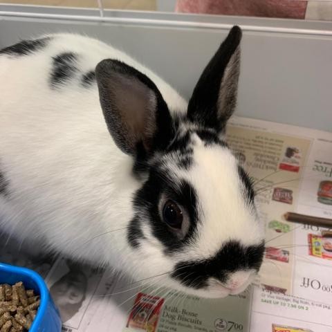 Adopt Colosso a American rabbit in Columbus, GA (24631869)