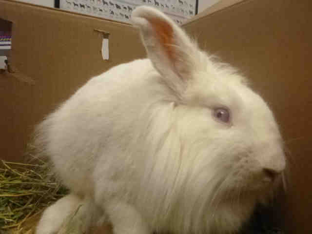 Adopt *SNOWBALL a Black Other/Unknown / Mixed rabbit in Henderson, NV (24633843)