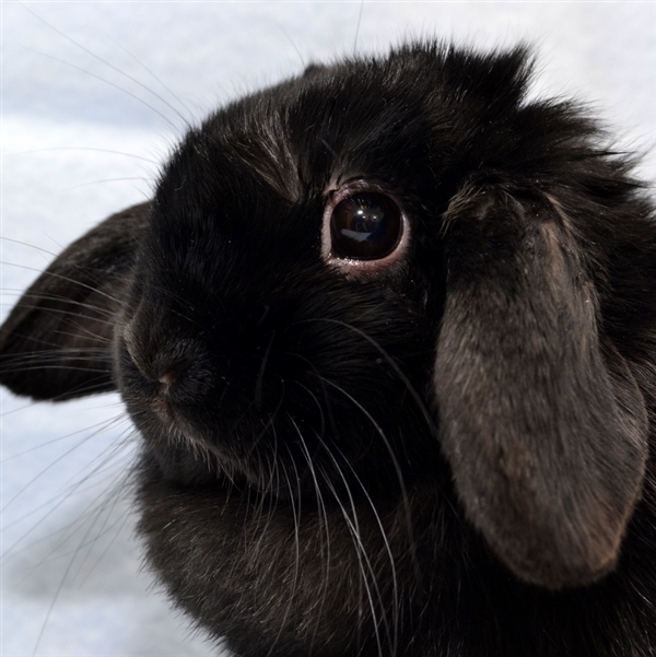 Adopt Valorie a Holland Lop