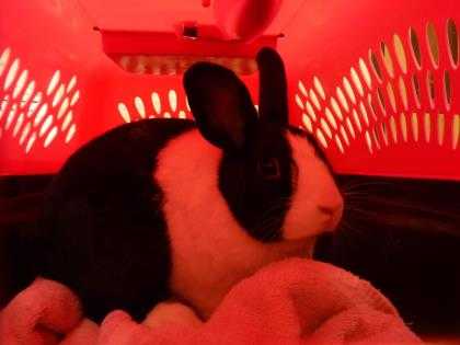 Adopt Moon Shadow a Black Dutch / Mixed rabbit in Winchester, OR (24630267)