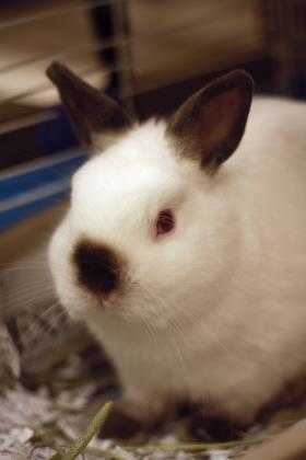 Adopt Nirvana a White Netherland Dwarf / Other/Unknown / Mixed rabbit in