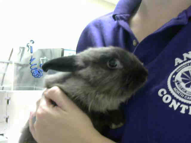 Adopt A282894 a Bunny Rabbit