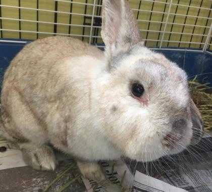 Adopt Holly a Chocolate Other/Unknown / Other/Unknown / Mixed rabbit in