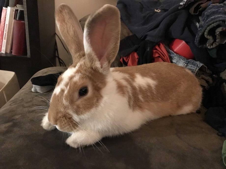 Adopt Kinder a Other/Unknown / Mixed rabbit in Idaho Falls, ID (24688457)
