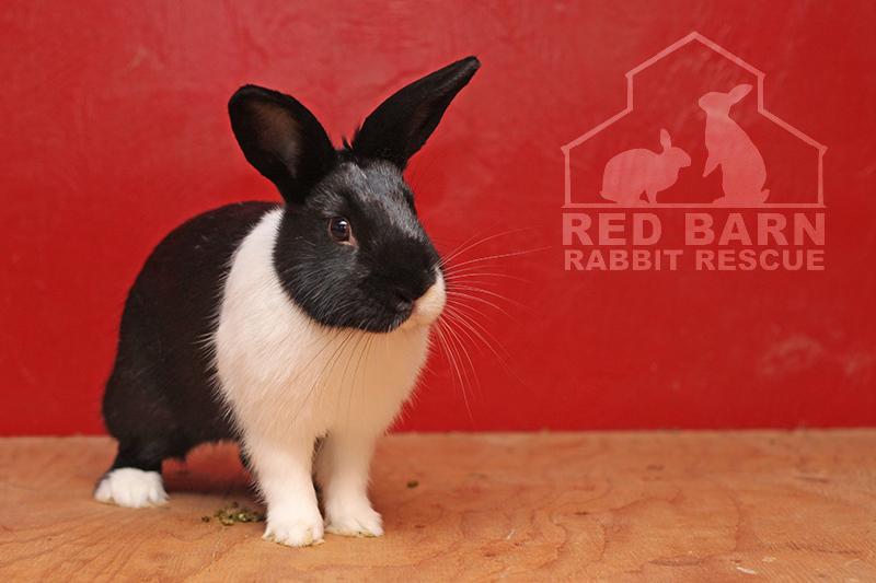 Adopt Pez a Dutch