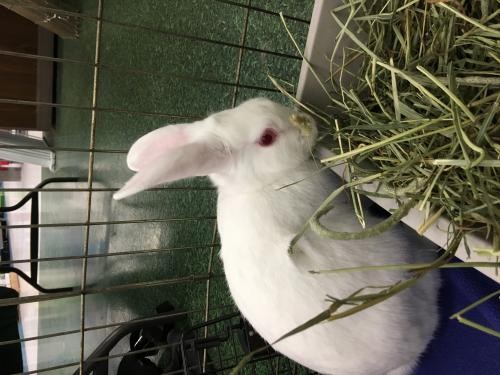 Adopt Buttons a White Florida White / Mixed (short coat) rabbit in Escondido