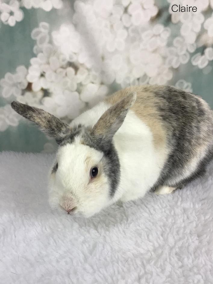 Adopt Claire a White Other/Unknown / Mixed (short coat) rabbit in Auburn